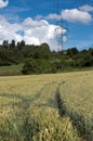 Footpath in grain and pylons