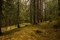 Footpath in a green coniferous forest at sunset. fallen bumps Royalty Free Stock Photo