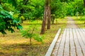 Footpath in the green flowered parks on a summer day