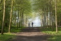 Footpath through Green Forest of Beech Trees in Spring with two people walking dogs in the distance Royalty Free Stock Photo