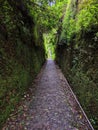 Footpath with green scenery in the forest Royalty Free Stock Photo
