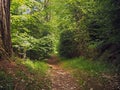 Footpath in the green spring assorted forest Royalty Free Stock Photo