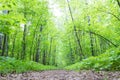 Footpath in green spring forest Royalty Free Stock Photo