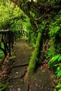 Footpath in green tropic forest. Trail in La Paz Waterfall gardens, with green tropical forest in Costa Rica. Mountain tropic fore