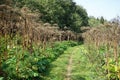 Footpath and high grass