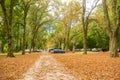 Footpath between high trees