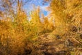 Footpath of hiking trail in bamboo forest in autumn Royalty Free Stock Photo