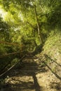 Footpath hiking trail in forest and light sunset Royalty Free Stock Photo