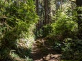 Trail through Lush Forest, Redwoods National Park