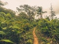 Footpath inside jungle / dirt trail in forest landscape