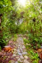 Footpath in the jungle