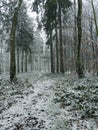 Footpath leading into deep winter forest Royalty Free Stock Photo