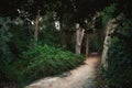 Footpath leading through the forest in dense vegetation