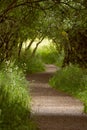 Footpath leading through majestic green forest.