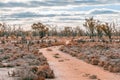 Footpath leading through mallee eucalyptuses.