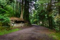 Footpath leading through trees Royalty Free Stock Photo