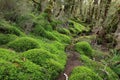 Footpath leading trough a dreamlike forest