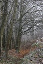 English frozen rural landscape on a frosty and foggy day Royalty Free Stock Photo