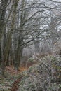 English frozen rural landscape on a frosty and foggy day Royalty Free Stock Photo