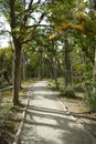 Footpath in Lengabeech forest