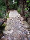 Footpath at Liffey Falls forest in Tasmania. Taken during one of summer days in Australia Royalty Free Stock Photo