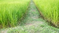 Footpath middle Jasmine Rice Growth Plant Background