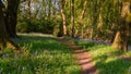 Footpath in Morpeth Bluebell Wood