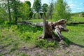 Footpath in nature reservate with dead wood