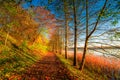 autumn, fall path in forest near lake Royalty Free Stock Photo
