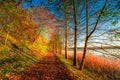 autumn, fall path in forest near lake