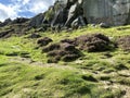 Footpath, next to the bottom of the, Cow and Calf rocks in, Ilkley, Yorkshire, UK Royalty Free Stock Photo