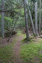 Footpath through an old growth forest with mossy ground Royalty Free Stock Photo