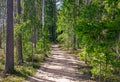 Footpath through an overgrown forest Royalty Free Stock Photo