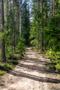 Footpath through an overgrown forest Royalty Free Stock Photo