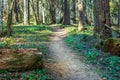 Footpath through an overgrown forest Royalty Free Stock Photo