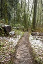 Footpath in an old winter snow-covered wild forest with moss-covered trees Royalty Free Stock Photo