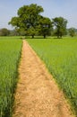 Footpath over a Wheat Field