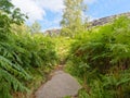 Footpath, overgrown by ferns leads up to Birchen Edge