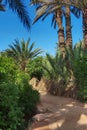 Footpath in palm grove Royalty Free Stock Photo