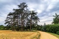 Nature, environment and ecology concept. Footpath in the park with pine trees, overcast sky before raining. Royalty Free Stock Photo