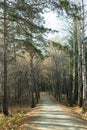 Footpath path goes among pines and birches deep into autumn forest. Vertical format. Royalty Free Stock Photo