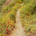 Footpath path hiking walking trail through rural countryside wildflowers, Cinque Terre, Italy