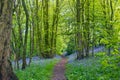 Footpath through pretty bluebell woods in Derbyshire, England