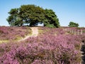 Footpath and purple blooming heather in nature reserve Zuiderheide heathland, Netherlands