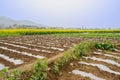 Footpath and rabbings in field of foggy sunny spring Royalty Free Stock Photo