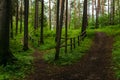 Footpath with railing in a hilly forest