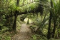 Footpath in rain forest at Waitakere Ranges Royalty Free Stock Photo