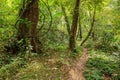 Footpath in rainforest borneo Royalty Free Stock Photo