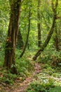 Footpath in rainforest borneo Royalty Free Stock Photo