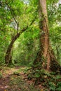 Footpath in rainforest borneo Royalty Free Stock Photo